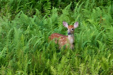 Deer Management Solutions: It Takes a Village. Literally.