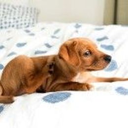 How to Get Rid of Fleas in the House