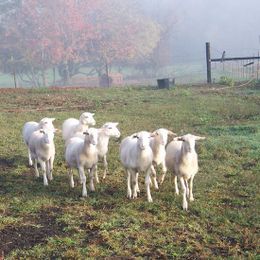 Naming a Chicken and Other Ways to Jinx Your Farm