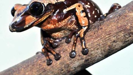 First Venomous Frogs Described Use Heads As Deadly Weapons