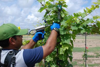 Natural cocktail used to prevent, treat disease of wine grapes