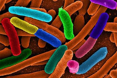 How new biosensors turn E. coli into something valuable
