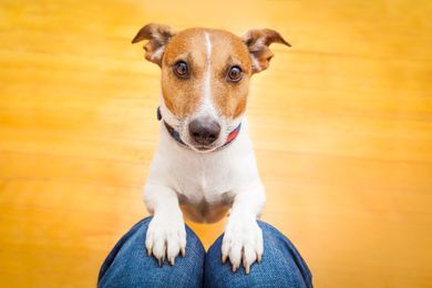 4 Reasons to Choose Dog Boarding Over Pet Sitting