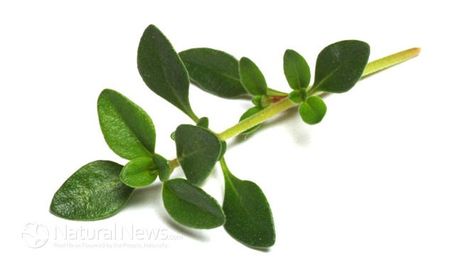 Thyme Oil Kills Bacteria and Infections