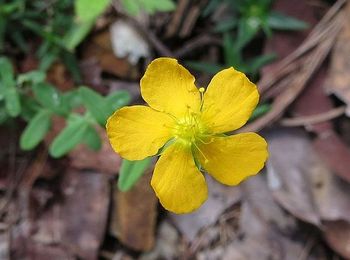 Too Much St. John’s Wort? Look to the Cows