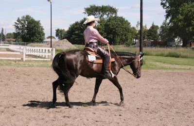 Do Western Saddles Distribute Pressure Evenly?