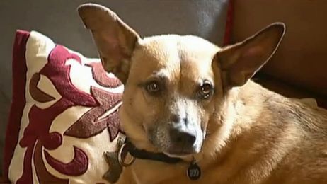 Tips for Adding Another Pet to Your Family