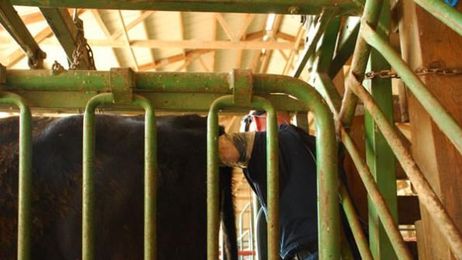 How to get more than a preg-check from the vet’s preg-check visit