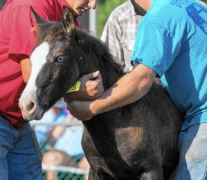 Adventures in pony penning: Part 1