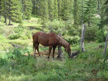 The Importance of a Horse's Feet