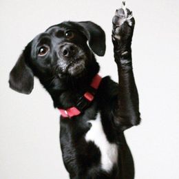 18 Questions Your Dog Needs You To Answer Immediately