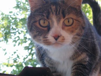 What Do You Know About Calico?