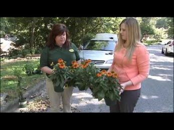 Gardening With Gurvir Mailbox Makeover with Pike Nurseries