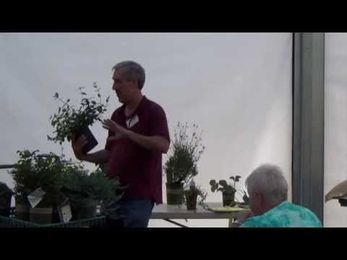 Ground Cover and Plants to Use Instead of Mowing