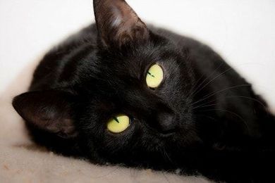 Black Cat Superstitions and Their Origins