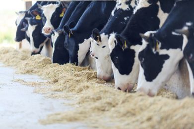 Making sense of feed efficiency