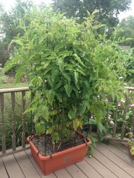 Container Gardening at its Best!