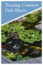 Treating Common Fish Illness