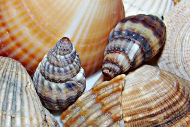 DIY Dorm Crafts & Decor: Bringing A Little Long Island To School