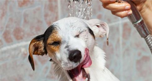 Bathing Techniques for Dogs