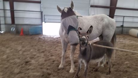 You Can’t Fool Tina: My Experience with Equine Assisted Therapy