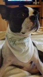 Book a Pet-Friendly Hotel and Bring Your Dog to the Beach!