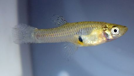 Why Carefree Lady Fish Grow Larger Genitals