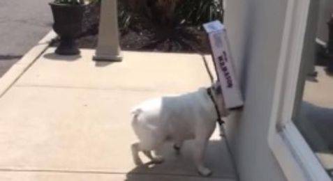 Diesel The Bulldog Loves His Box — And Running Into Walls