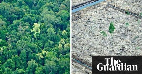 Fashion brands pledge to end sourcing fibres from endangered forests