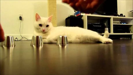 Kido doesn't like playing shell game