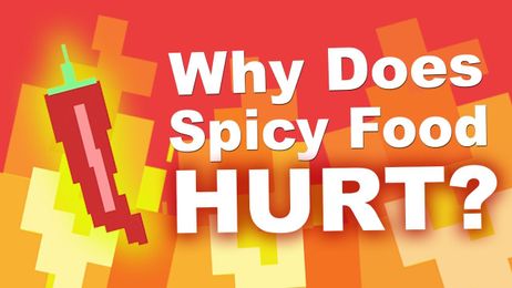 Why Does Spicy Food Burn Your Mouth?