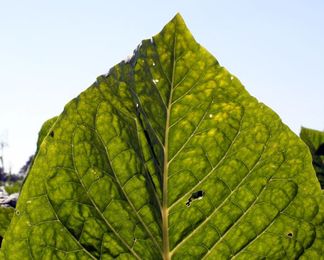 Tobacco growers urged to use no-till production