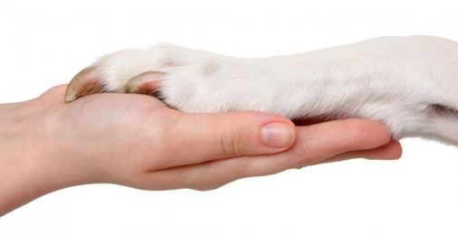 Caring For Your Dog's Nails