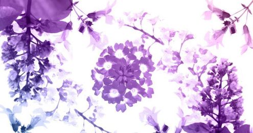 5 Flower Essences To Help You Sleep Better + How To Use Them