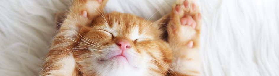 How Purina used Periscope to take cat videos to their logical conclusion