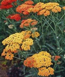8 Plants You’ll Barely Need to Water
