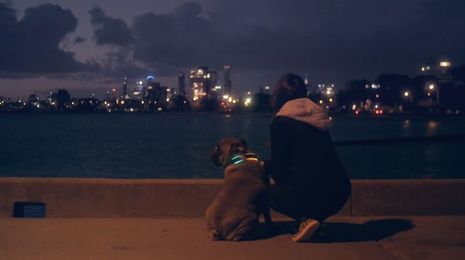 Buddy. The Dog Collar Reimagined.