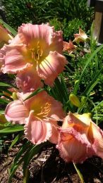 Daylilies deliver in spades