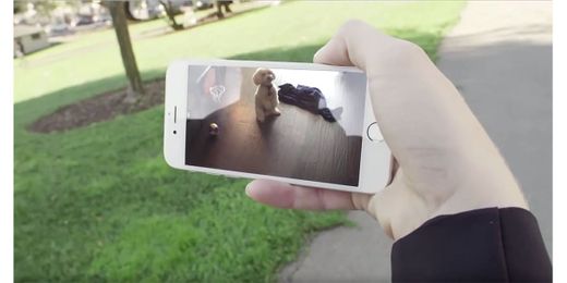 9 tracker-monitors that keep your furry friends safe and healthy