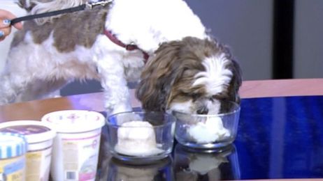 Ice cream goes to the dogs: Fun treats for Fido