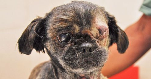 Certain Dog Breeds Prone to Losing Eyeballs