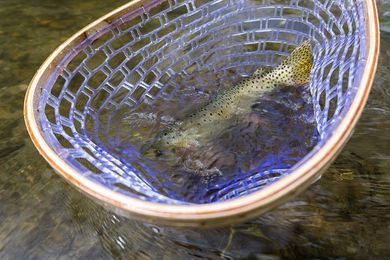 How to Safely Handle Fish