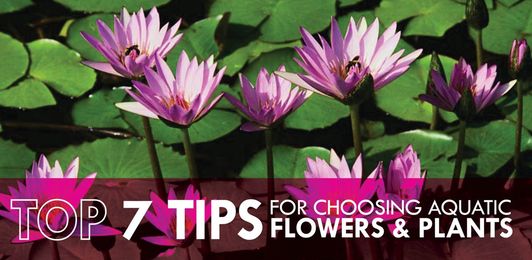 7 Tips for Choosing Aquatic Flowers & Plants