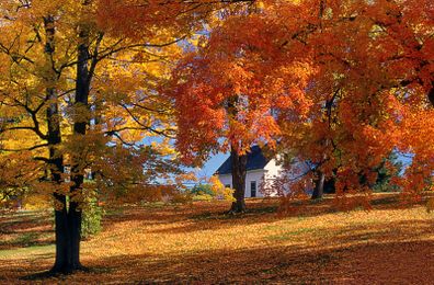 9 Things to Do Around the Yard This Fall