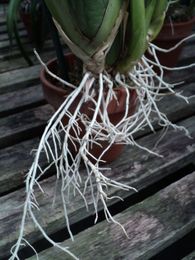 Gardening: Four strategies can make repotting overgrown orchids easier