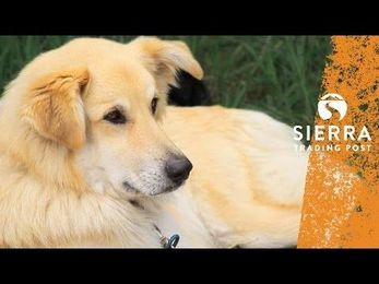 How to Camp with a Dog