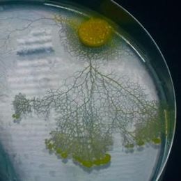 How Brainless Slime Molds Redefine Intelligence [Video]