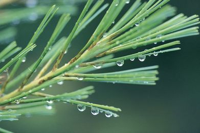 How to Extract Pine Tree Essential Oil