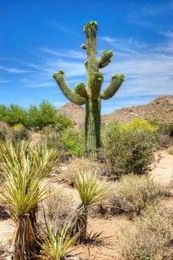 Moving to Scottsdale? Here are 10 interesting facts about the Sonoran Desert