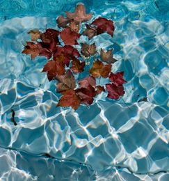 Tips on Autumn Swimming Pool Maintenance